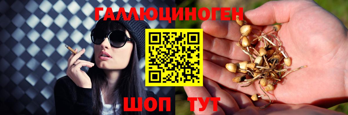 Галлюциногенные грибы Magic Shrooms  Вход с VPN  Псилоцибиновые грибы прущие грибы  Междуреченск 